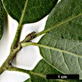 SpeciesSub: 'Diversifolia' (Q.cerris × Q.suber)